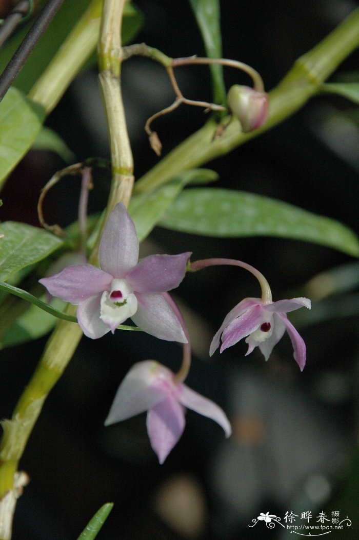 钩状石斛 Dendrobium aduncum