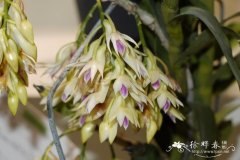 紫晶舌石斛Dendrobium amethystoglossum