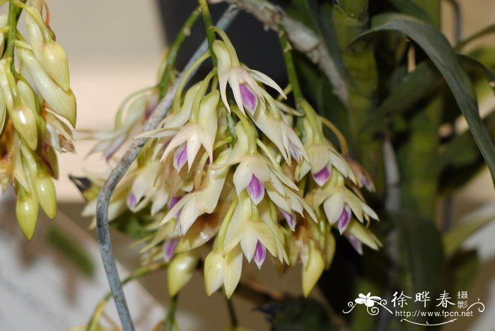 紫晶舌石斛Dendrobium amethystoglossum 紫晶舌石斛Dendrobium amethystoglossum