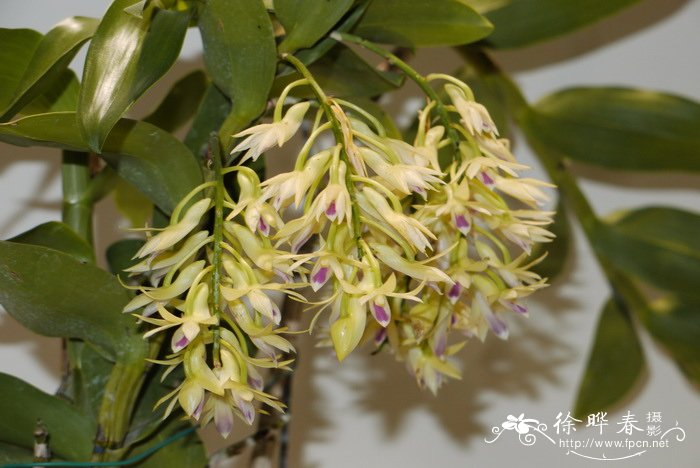 紫晶舌石斛Dendrobium amethystoglossum