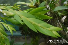 菱叶石斛Dendrobium anceps