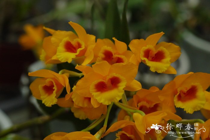 叠鞘石斛Dendrobium aurantiacum var. denneanum