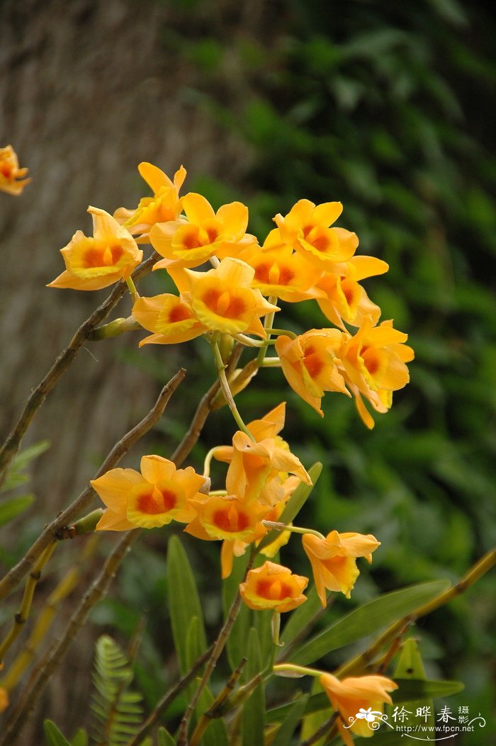 叠鞘石斛Dendrobium aurantiacum var. denneanum