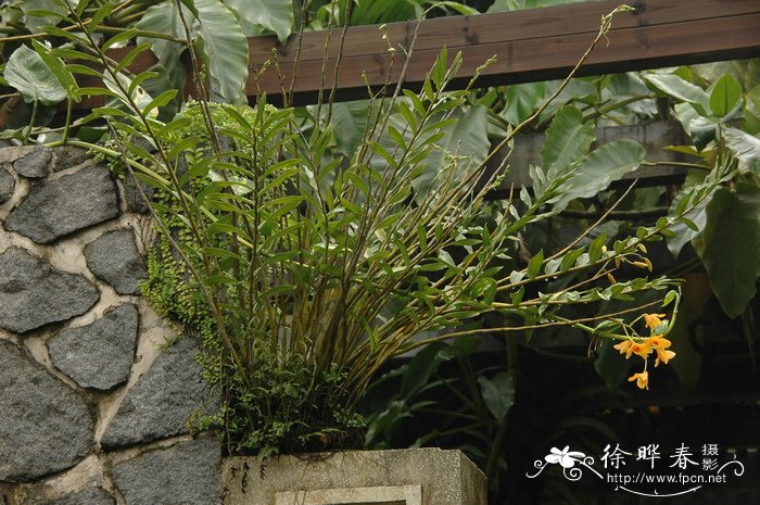 叠鞘石斛Dendrobium aurantiacum var. denneanum 叠鞘石斛Dendrobium aurantiacum var. denneanum