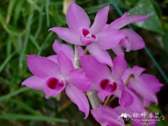 檀香石斛 Dendrobium anosmum