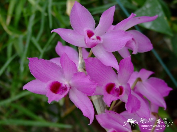 檀香石斛 Dendrobium anosmum 檀香石斛 Dendrobium anosmum