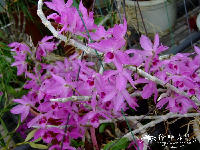 檀香石斛 Dendrobium anosmum 檀香石斛 Dendrobium anosmum