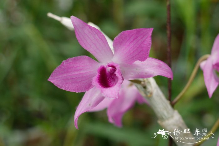 檀香石斛 Dendrobium anosmum