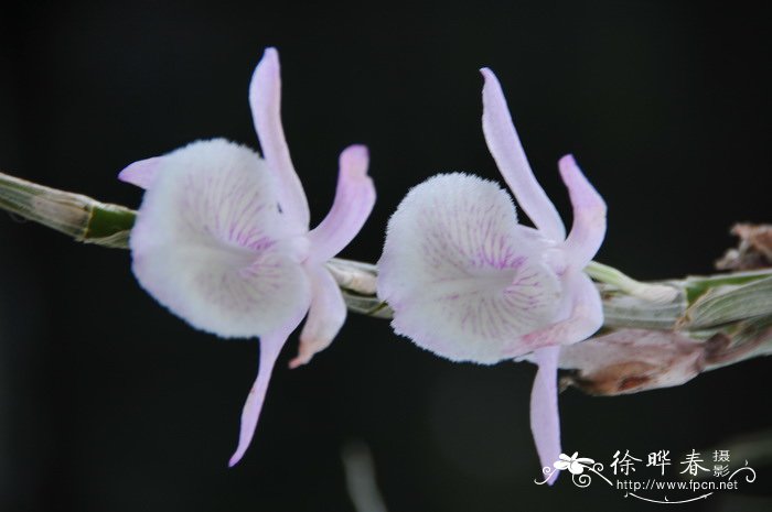 兜唇石斛 Dendrobium aphyllum