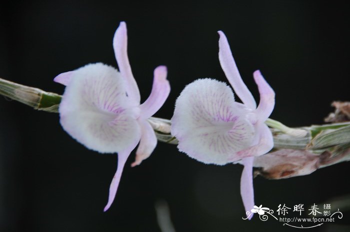 兜唇石斛 Dendrobium aphyllum 兜唇石斛 Dendrobium aphyllum