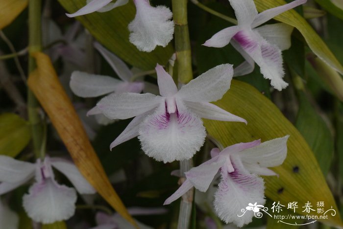 兜唇石斛 Dendrobium aphyllum 兜唇石斛 Dendrobium aphyllum