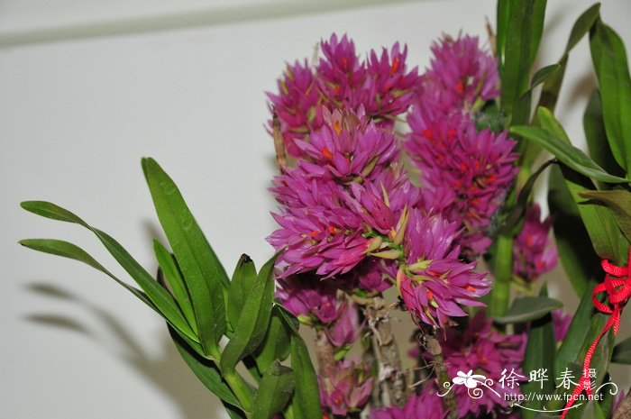 长苞石斛Dendrobium bracteosum 长苞石斛Dendrobium bracteosum