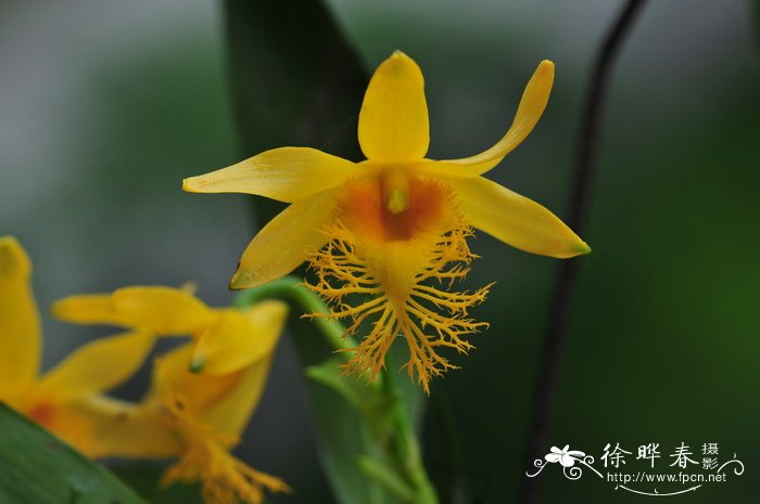 长苏石斛Dendrobium brymerianum 长苏石斛Dendrobium brymerianum