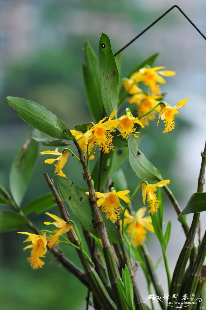 长苏石斛Dendrobium brymerianum