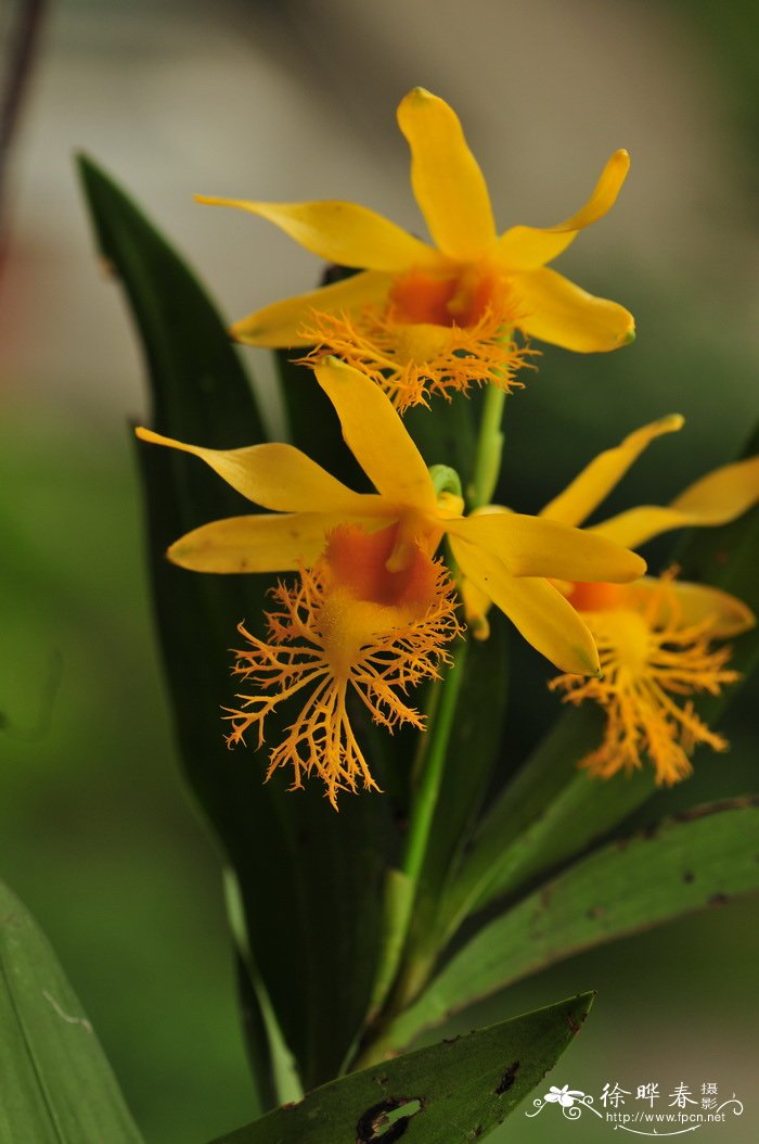 长苏石斛Dendrobium brymerianum