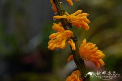 黄玉石斛兰Dendrobium bullenianum