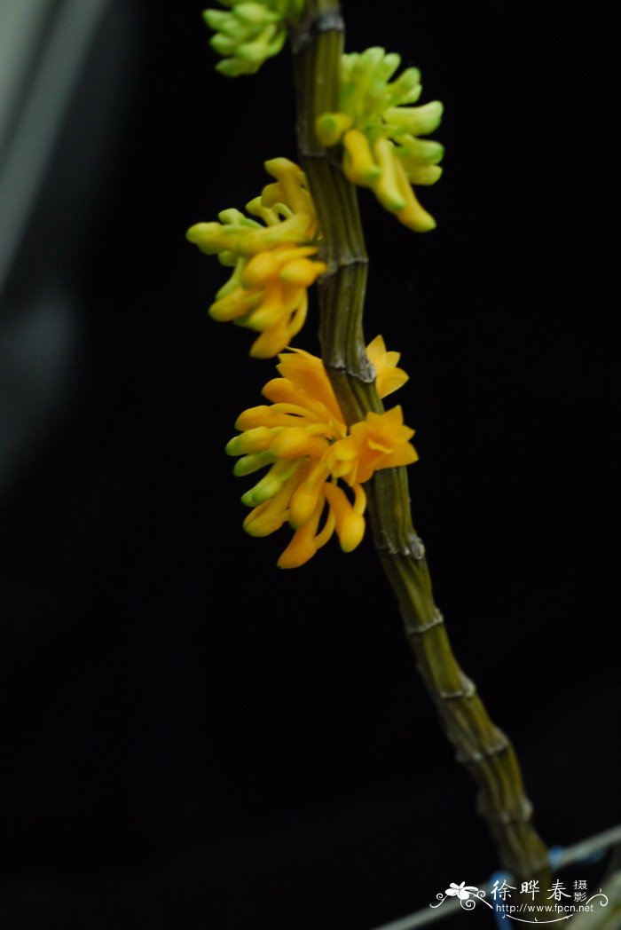 黄玉石斛兰Dendrobium bullenianum