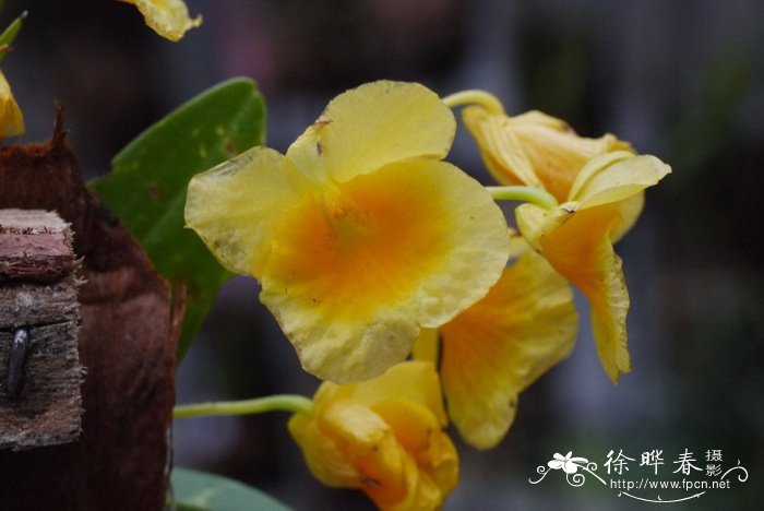 短棒石斛 Dendrobium capillipes 短棒石斛 Dendrobium capillipes