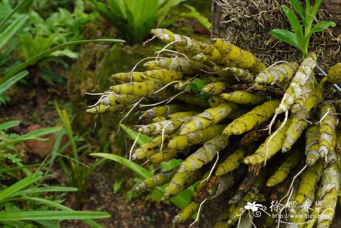 短棒石斛 Dendrobium capillipes