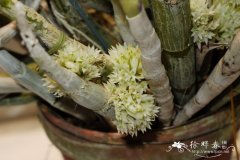 头状石斛Dendrobium capituliflorum