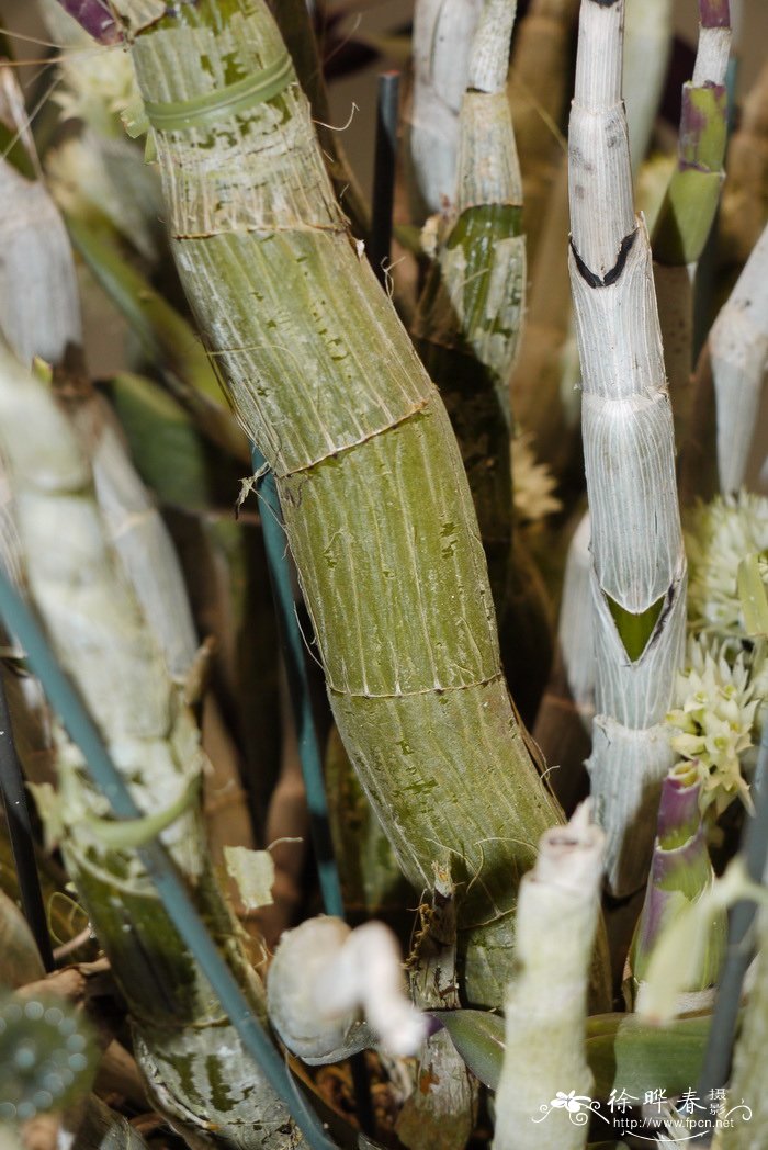 头状石斛Dendrobium capituliflorum