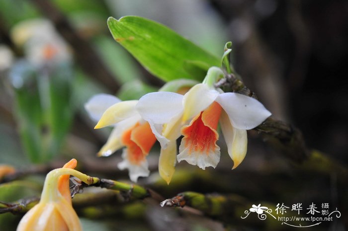 翅萼石斛 Dendrobium cariniferum 翅萼石斛 Dendrobium cariniferum