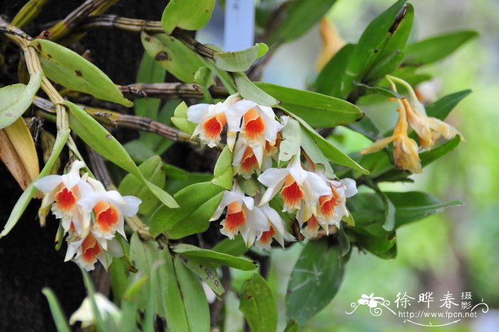翅萼石斛 Dendrobium cariniferum 翅萼石斛 Dendrobium cariniferum