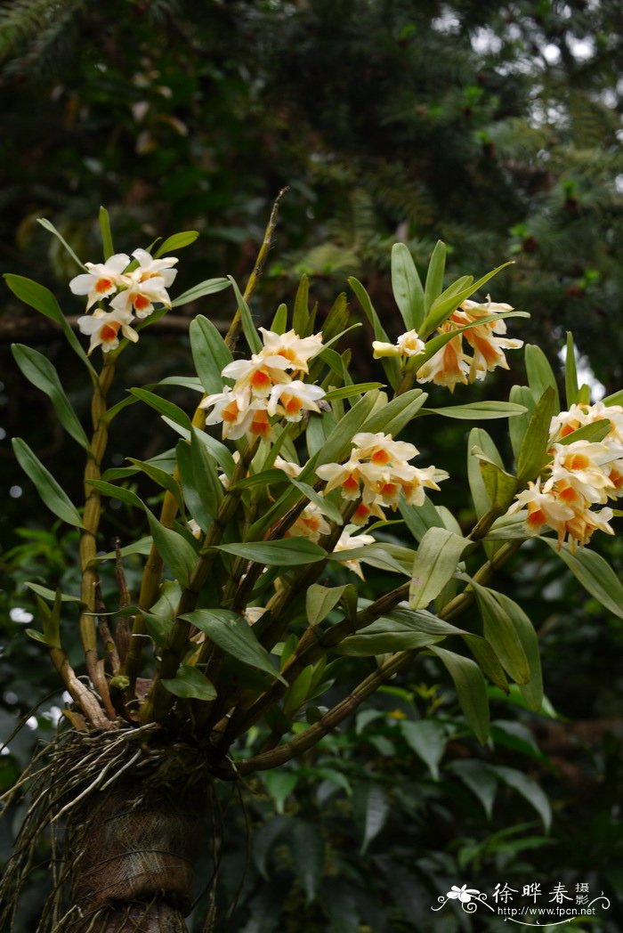 翅萼石斛 Dendrobium cariniferum