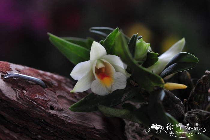 喉红石斛Dendrobium christyanum 喉红石斛Dendrobium christyanum