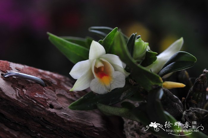 喉红石斛Dendrobium christyanum