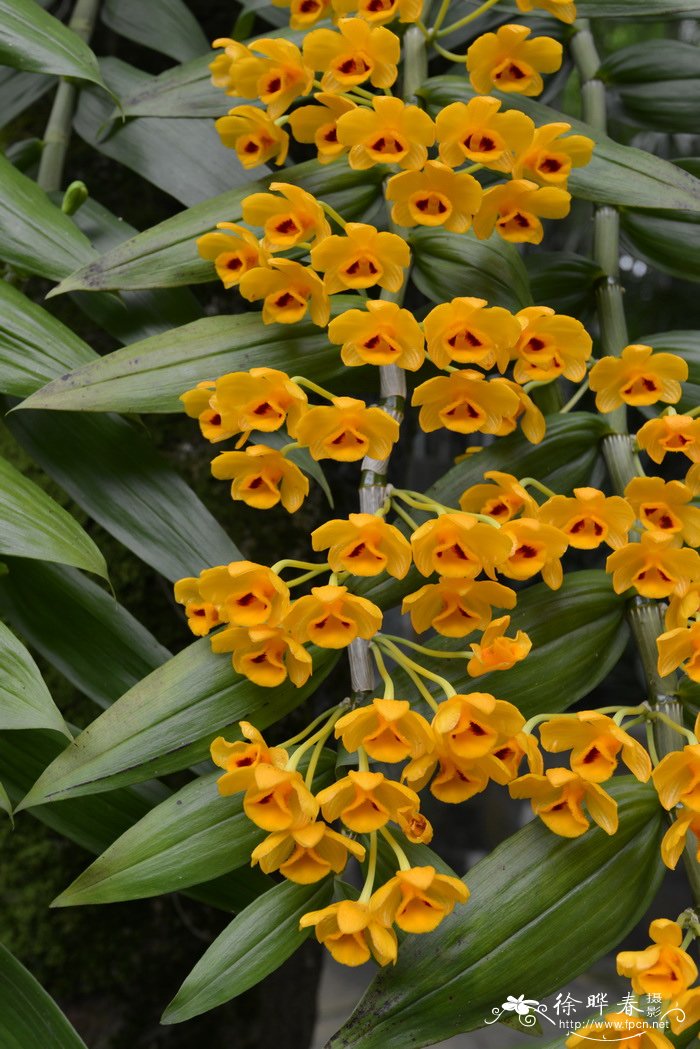 束花石斛 Dendrobium chrysanthum