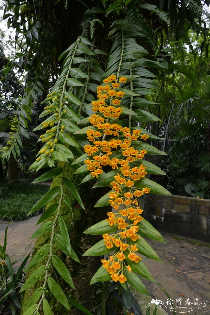束花石斛 Dendrobium chrysanthum 束花石斛 Dendrobium chrysanthum