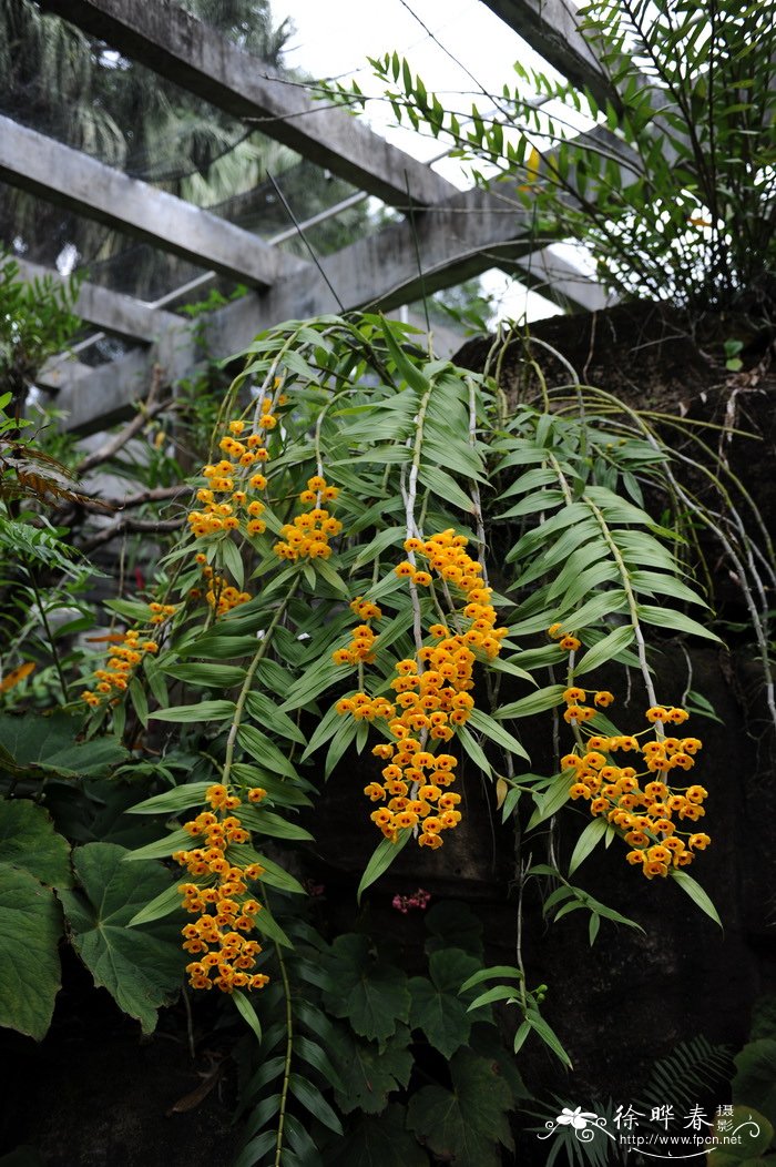 束花石斛 Dendrobium chrysanthum