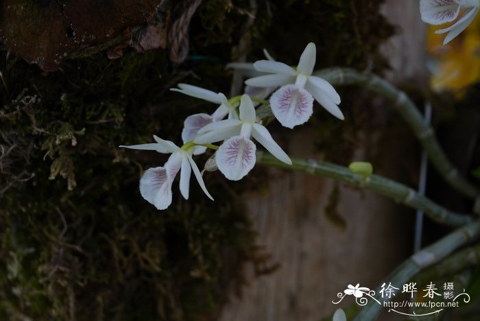 白贝壳石斛Dendrobium cretaceum 白贝壳石斛Dendrobium cretaceum