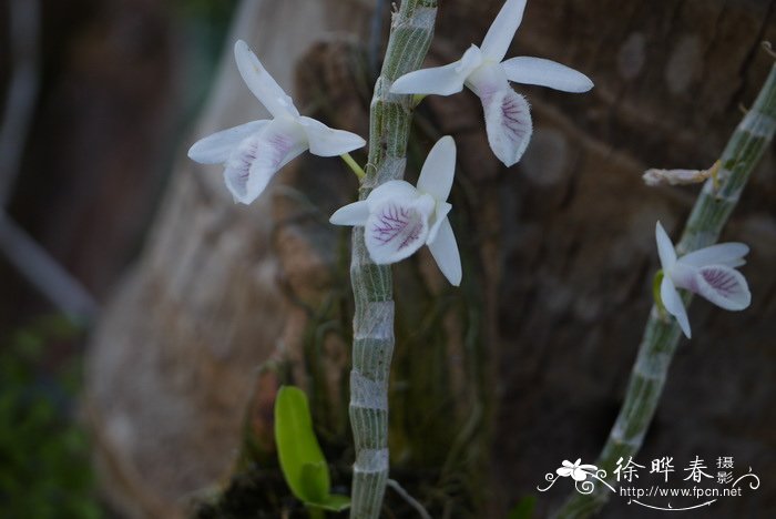 白贝壳石斛Dendrobium cretaceum