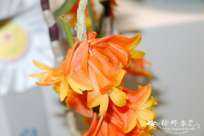 石斛原种Dendrobium chrysopterum 石斛原种Dendrobium chrysopterum