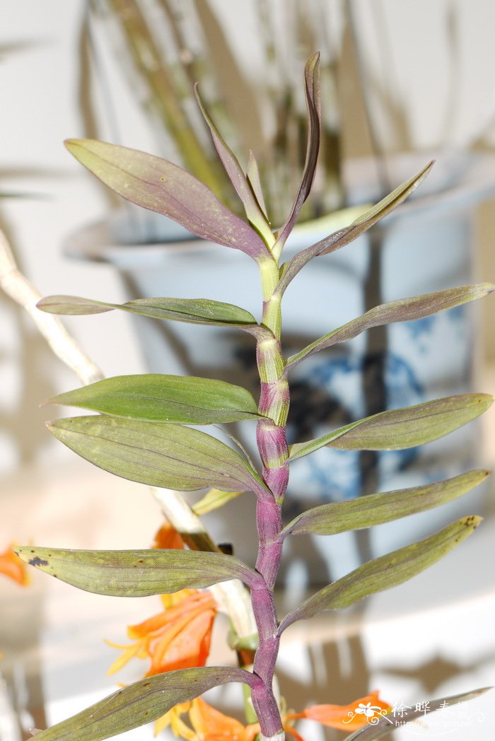 石斛原种Dendrobium chrysopterum 石斛原种Dendrobium chrysopterum