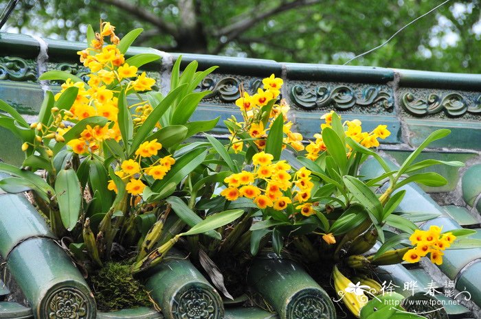 鼓槌石斛 Dendrobium chrysotoxum 鼓槌石斛 Dendrobium chrysotoxum