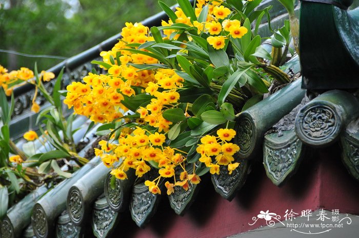 鼓槌石斛 Dendrobium chrysotoxum 鼓槌石斛 Dendrobium chrysotoxum
