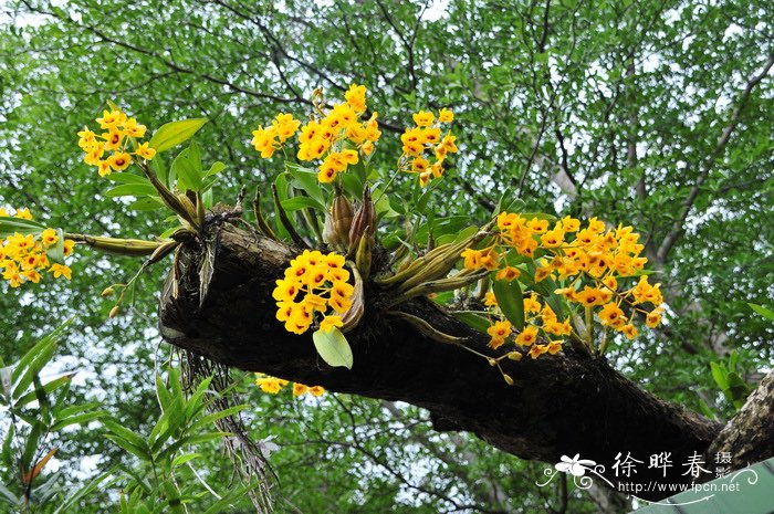 鼓槌石斛 Dendrobium chrysotoxum