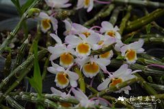 玫瑰石斛 Dendrobium crepidatum