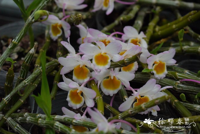 玫瑰石斛 Dendrobium crepidatum