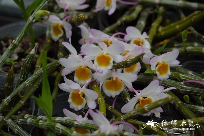 玫瑰石斛 Dendrobium crepidatum 玫瑰石斛 Dendrobium crepidatum