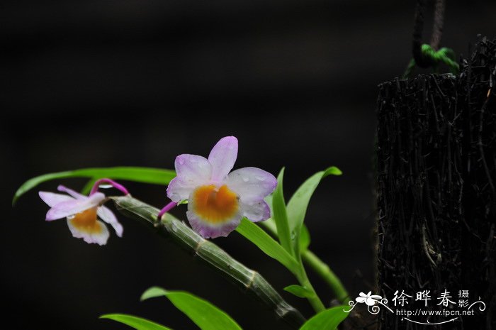 玫瑰石斛 Dendrobium crepidatum