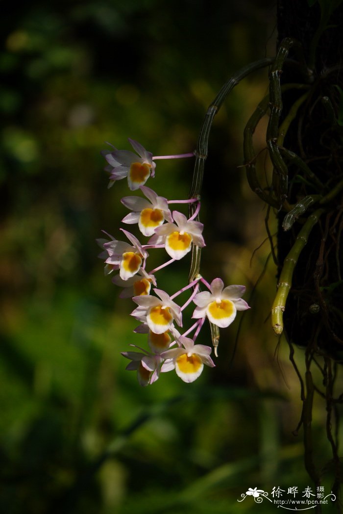 玫瑰石斛 Dendrobium crepidatum