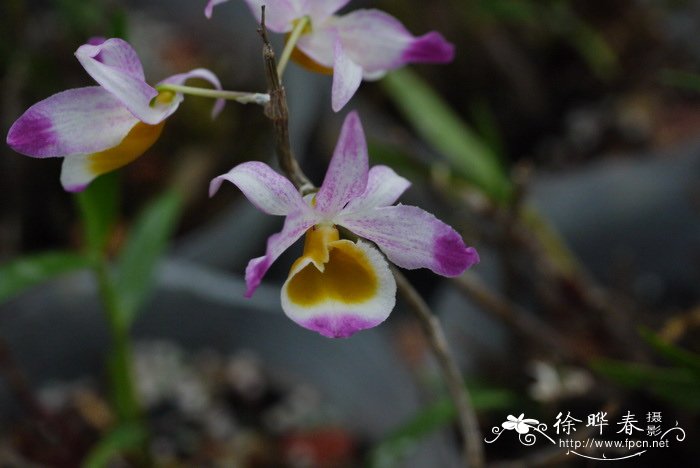 晶帽石斛 Dendrobium crystallinum 晶帽石斛 Dendrobium crystallinum