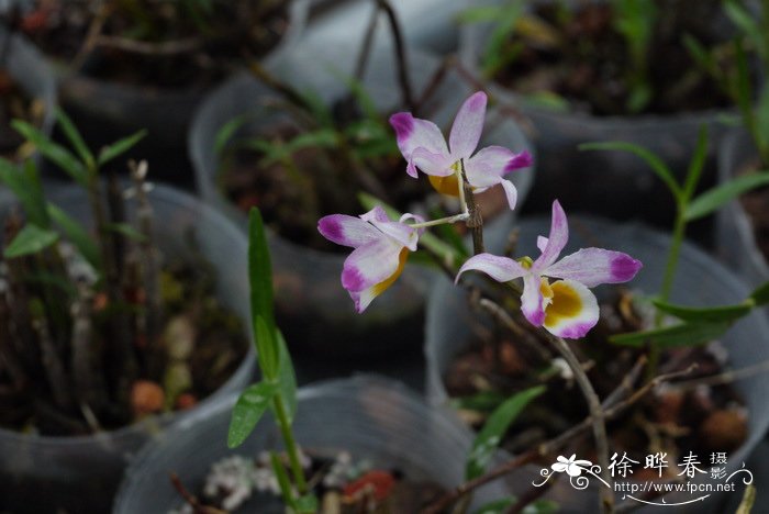 晶帽石斛 Dendrobium crystallinum