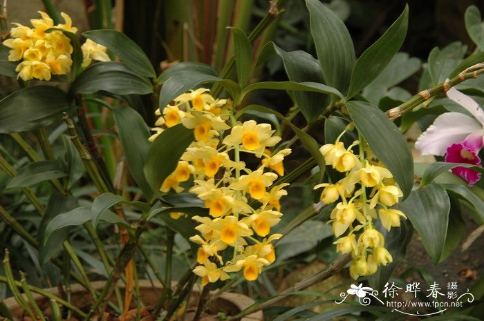 密花石斛 Dendrobium densiflorum 密花石斛 Dendrobium densiflorum