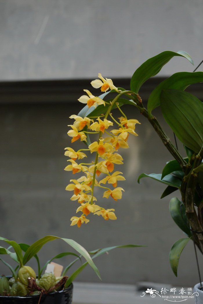 密花石斛 Dendrobium densiflorum