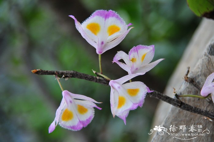 齿瓣石斛Dendrobium devonianum 齿瓣石斛Dendrobium devonianum